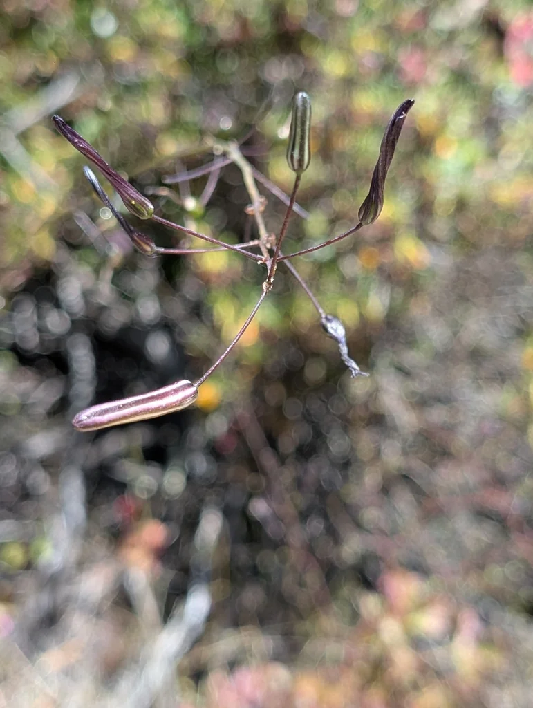 Chlorogalum Pomeridianum
