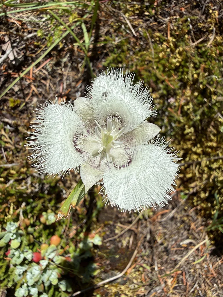 Calochortus Tolmiei