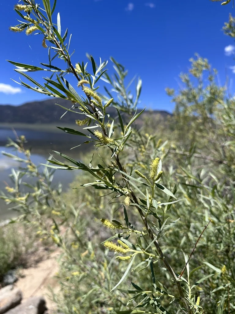 Salix Exigua