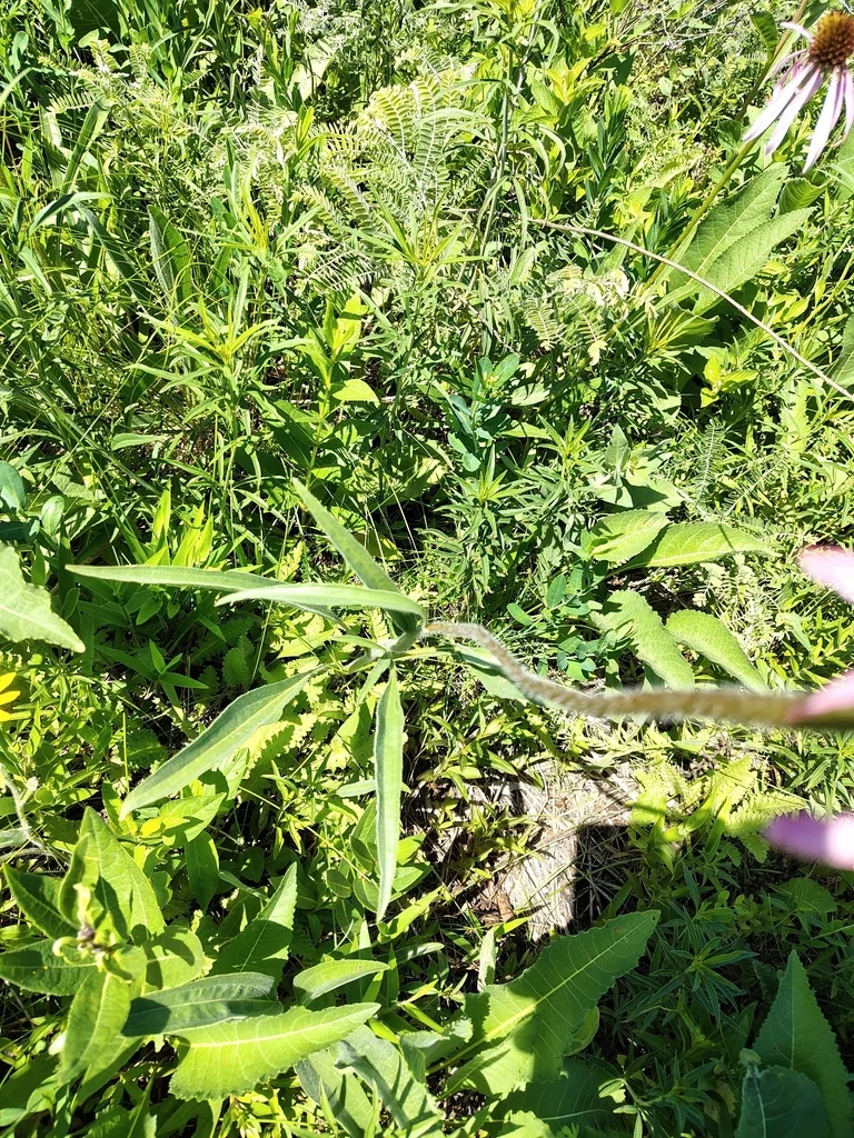 Echinacea Pallida