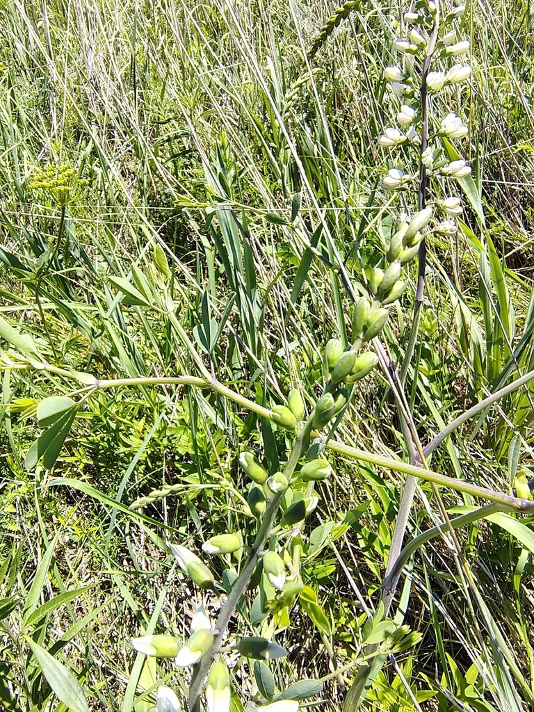 Baptisia Alba