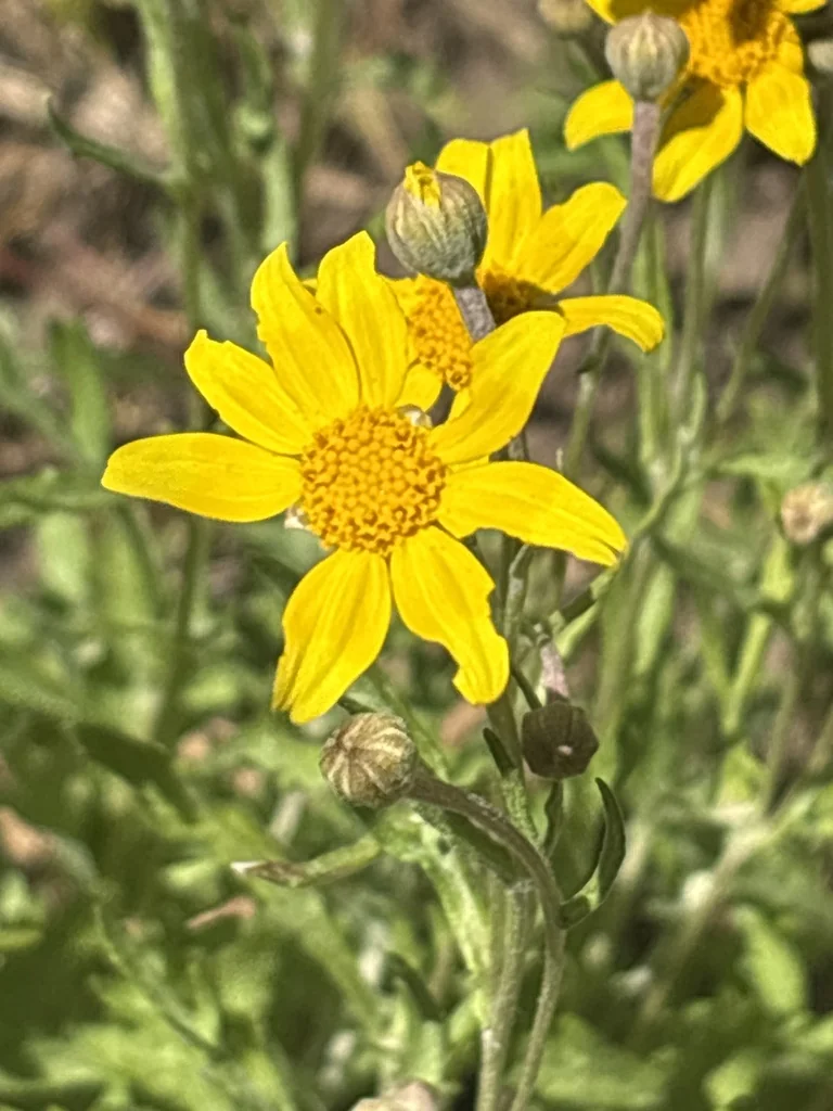 Eriophyllum Lanatum