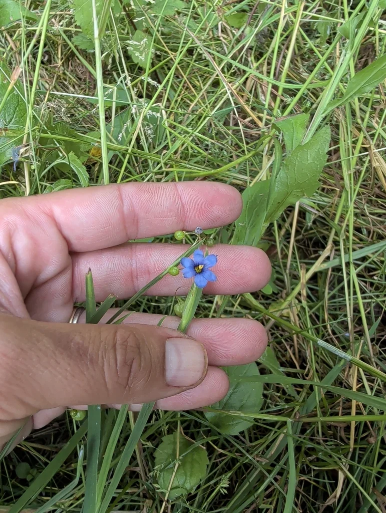 Sisyrinchium Angustifolium