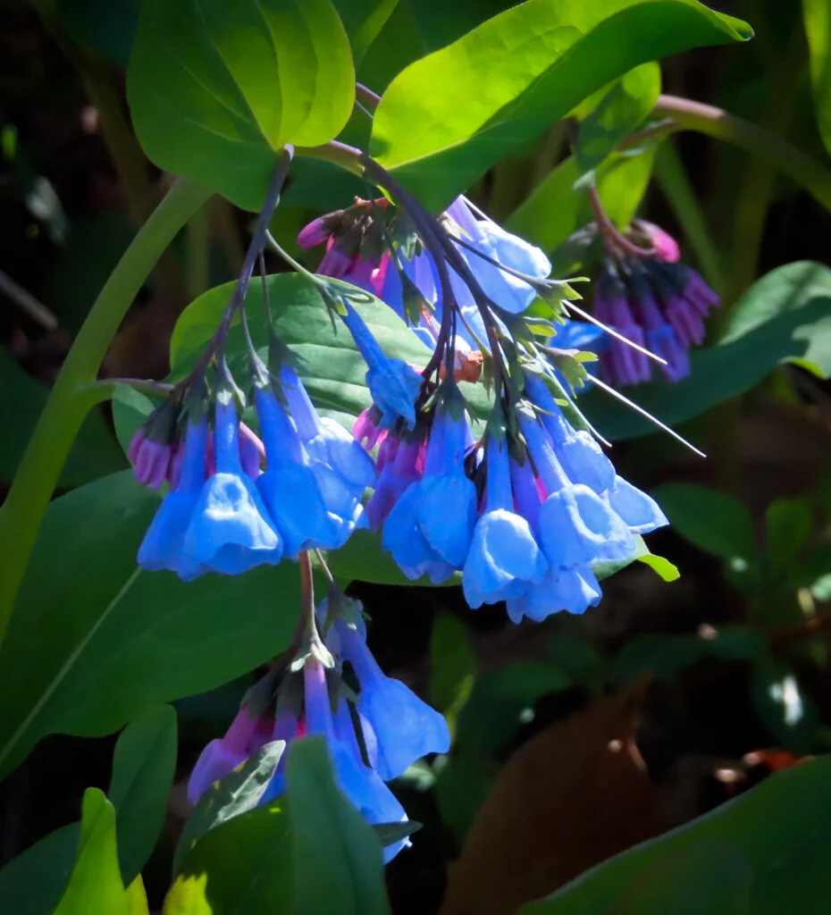 Mertensia Virginica