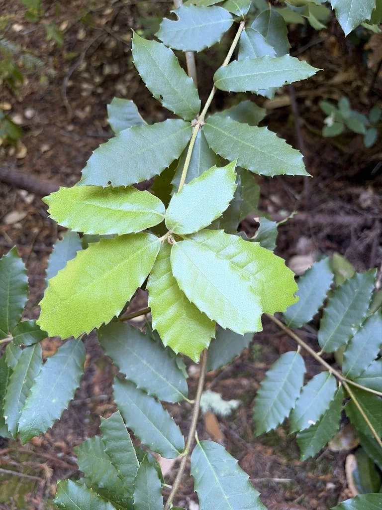 Notholithocarpus Densiflorus
