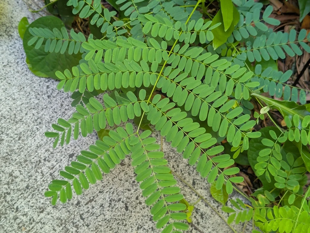 Caesalpinia Pulcherrima