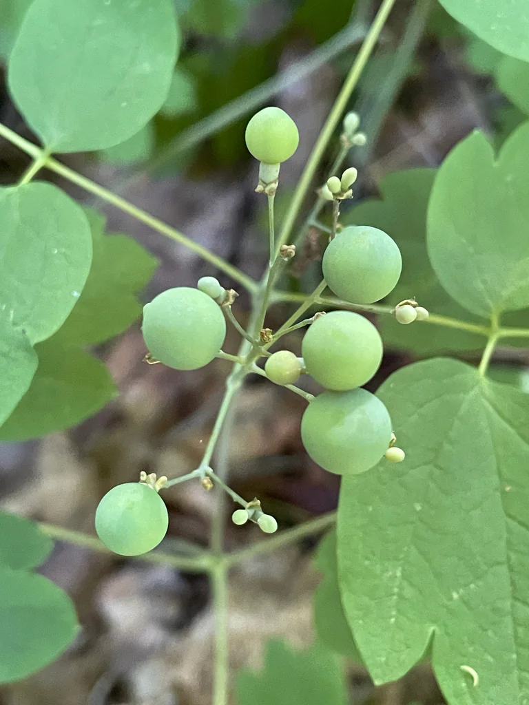 Caulophyllum Thalictroides