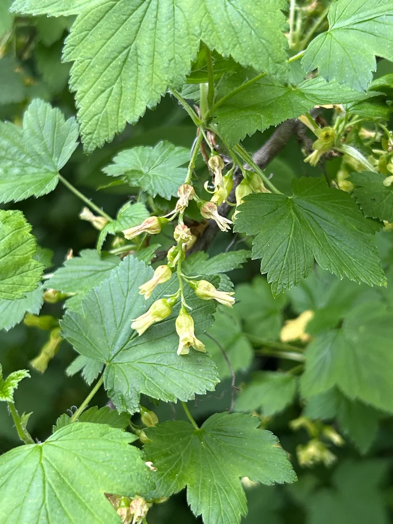 Ribes Americanum