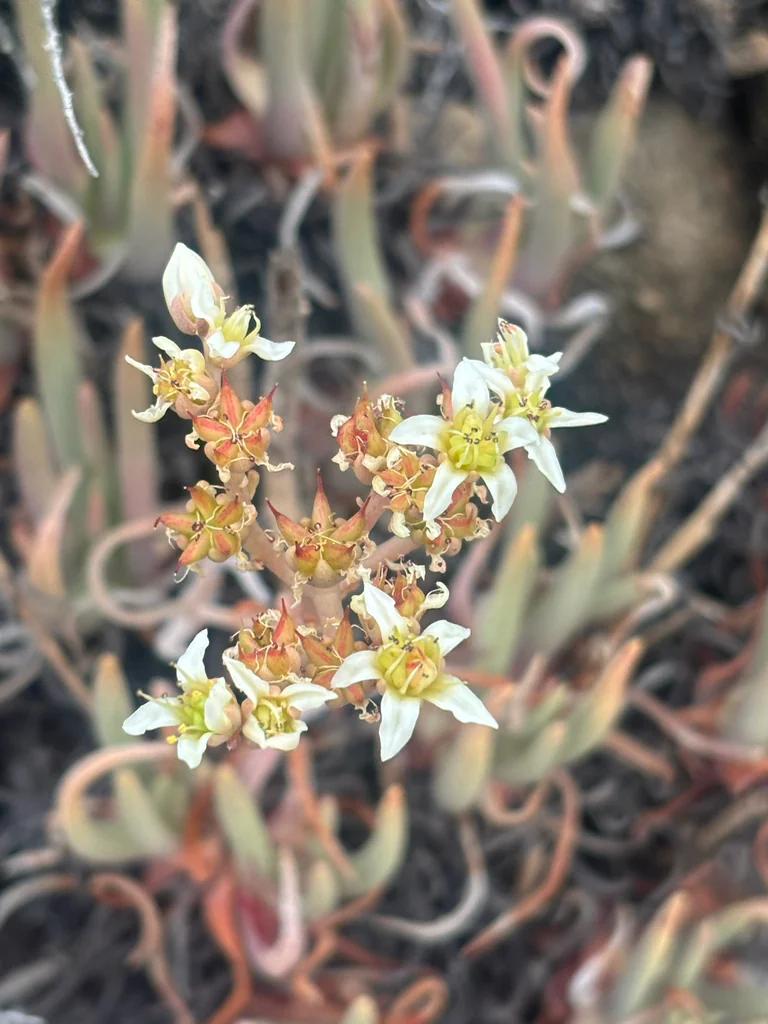 Dudleya Edulis