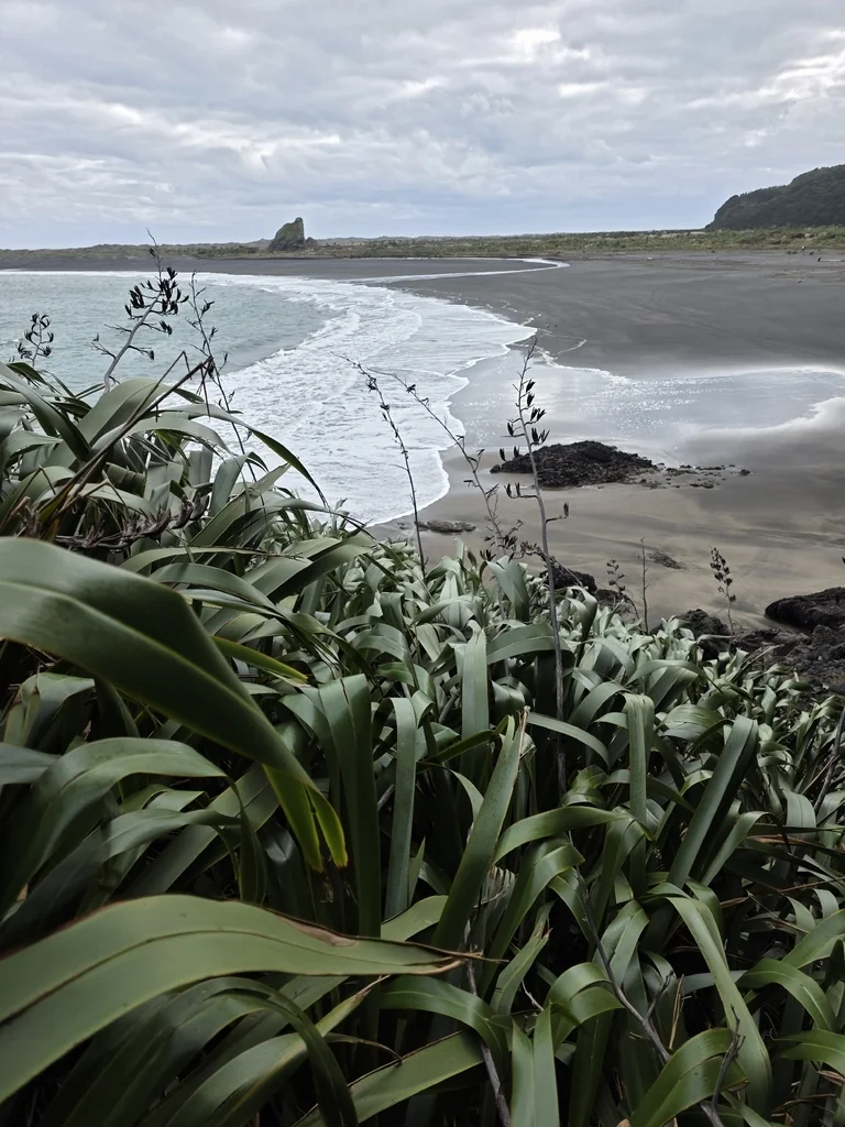Phormium Tenax