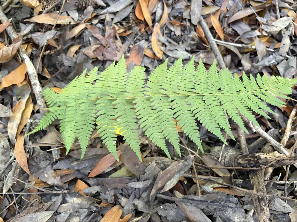 Dryopteris arguta