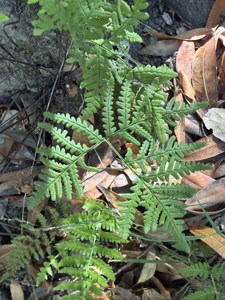 Pentagramma Triangularis