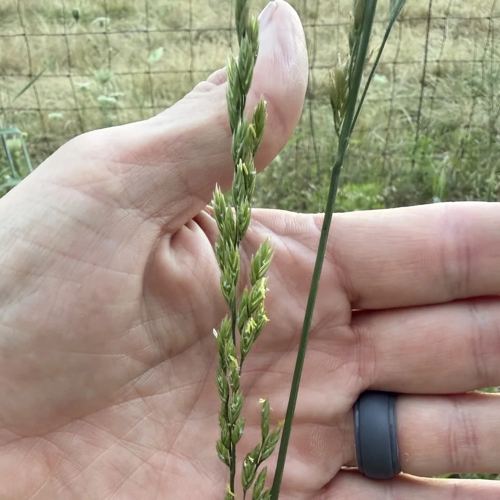 Festuca arundinacea