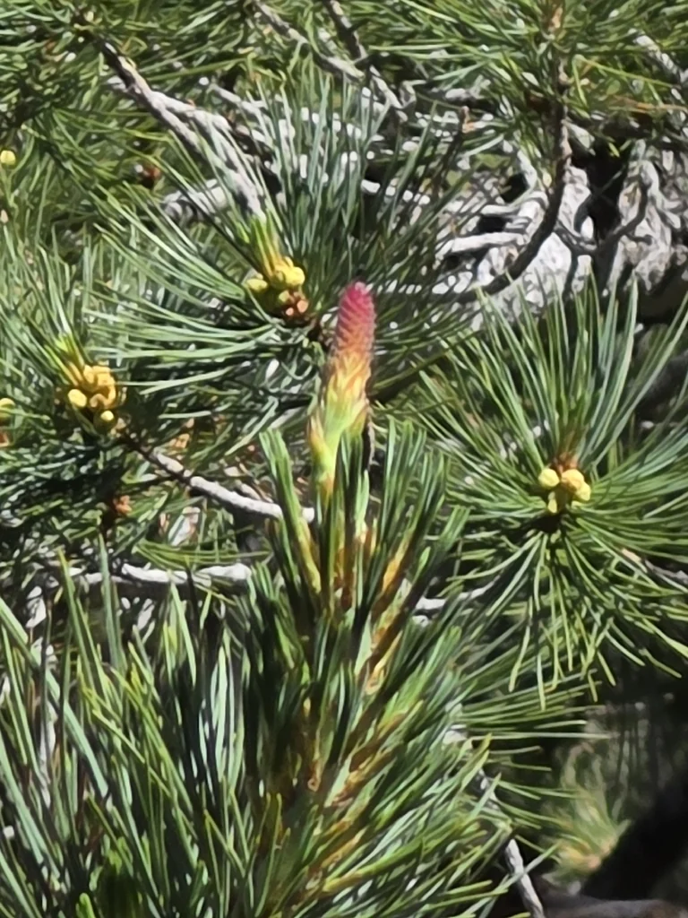 Pinus Lambertiana