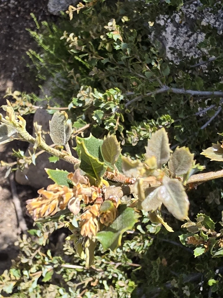 Quercus Chrysolepis