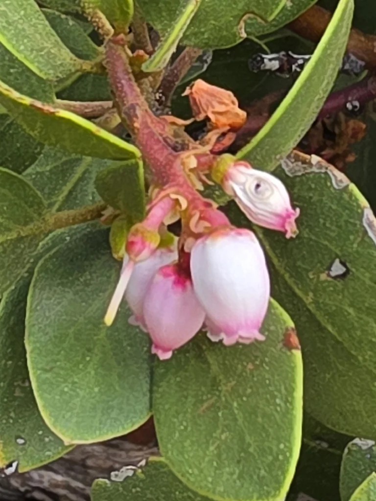 Arctostaphylos Patula