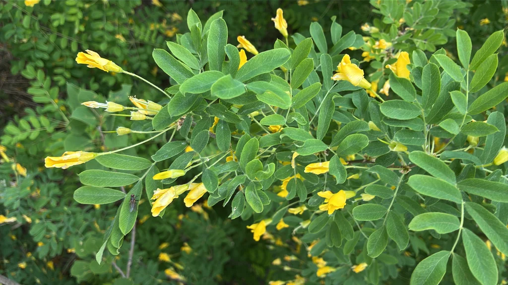 Caragana Arborescens