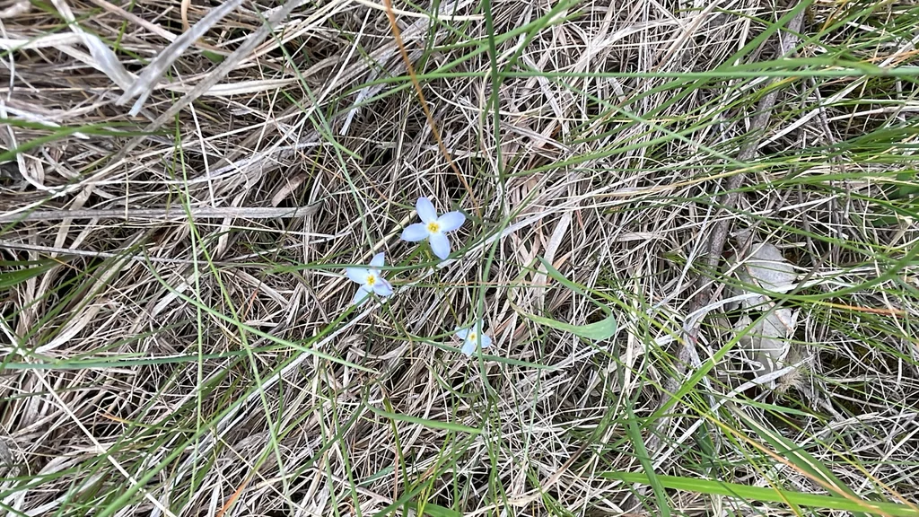 Houstonia Caerulea