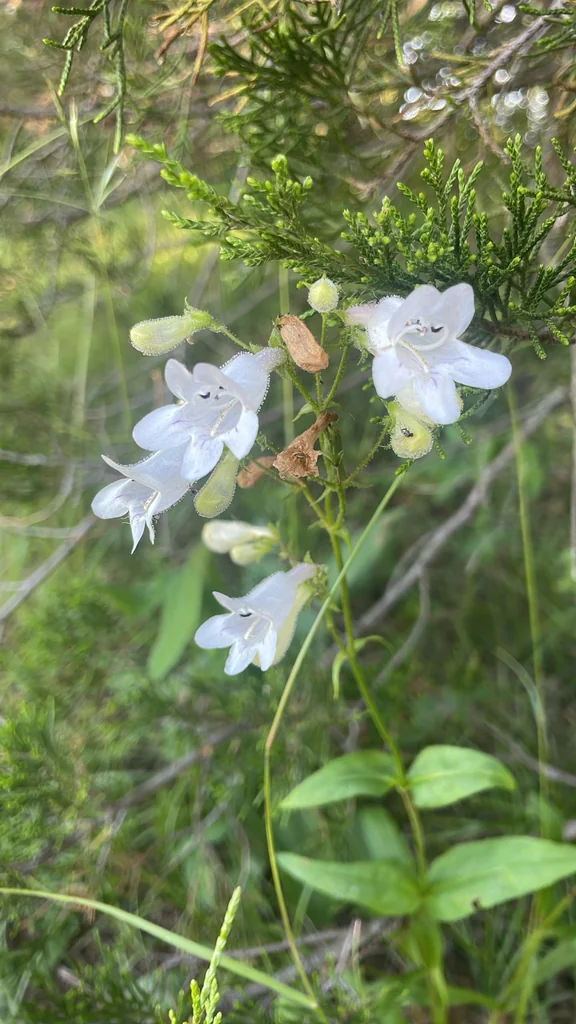 Penstemon Digitalis