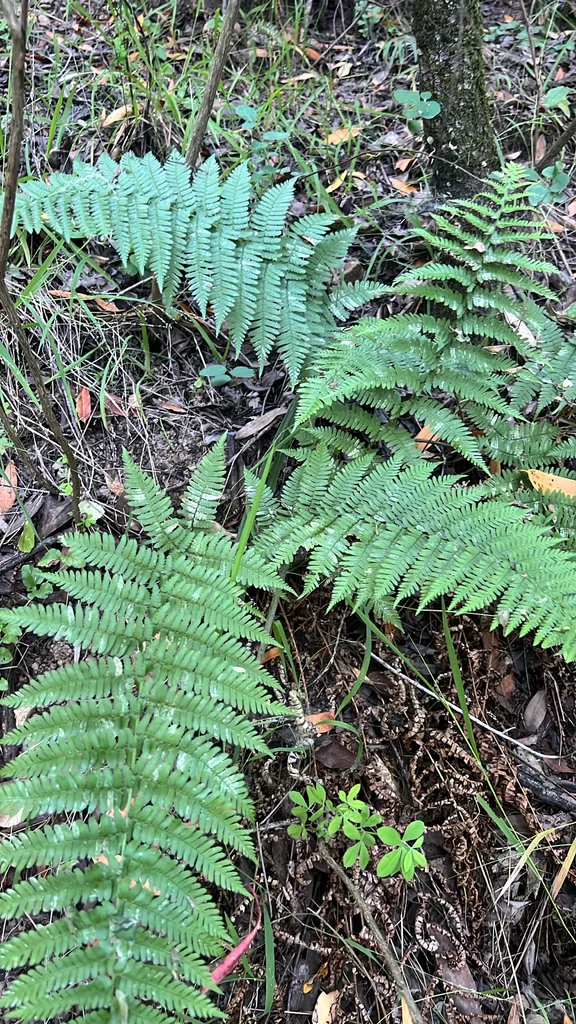Dryopteris arguta