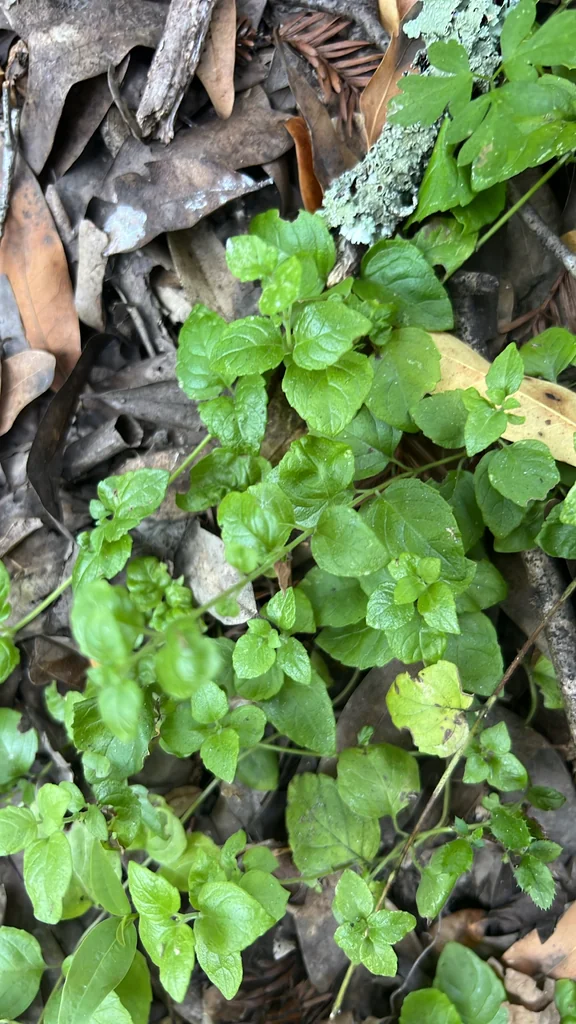 Satureja Douglasii
