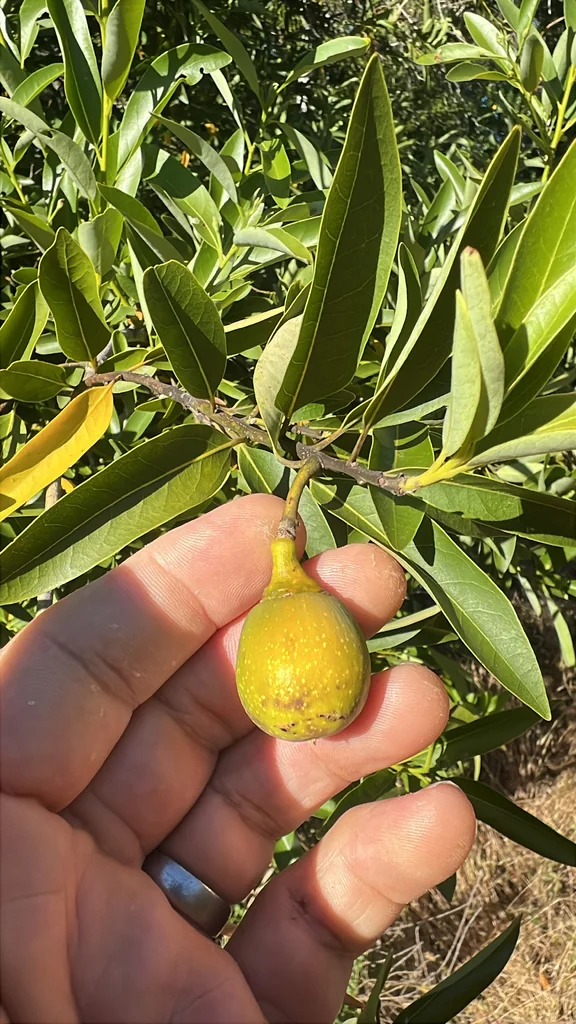 Umbellularia Californica