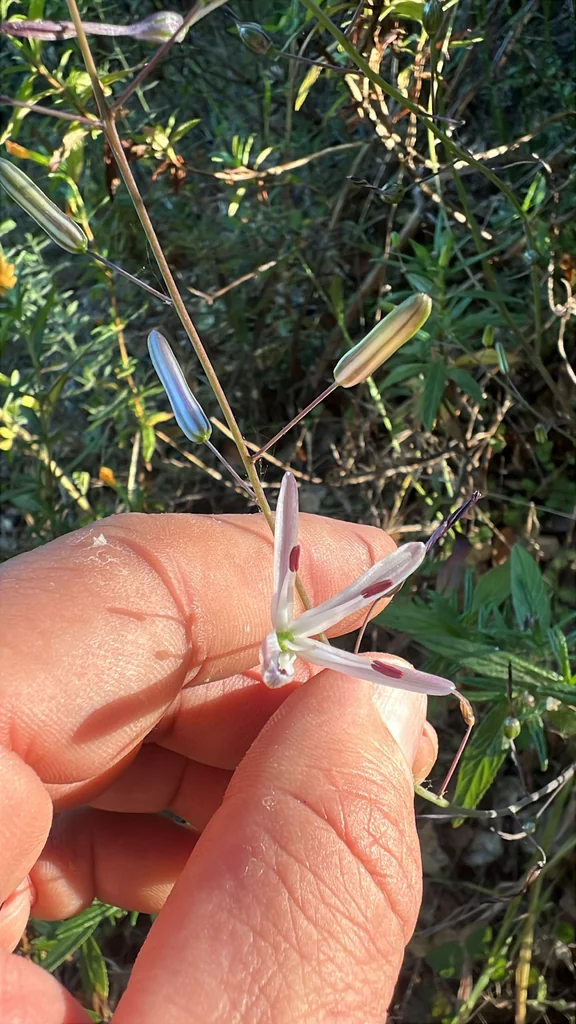 Chlorogalum Pomeridianum