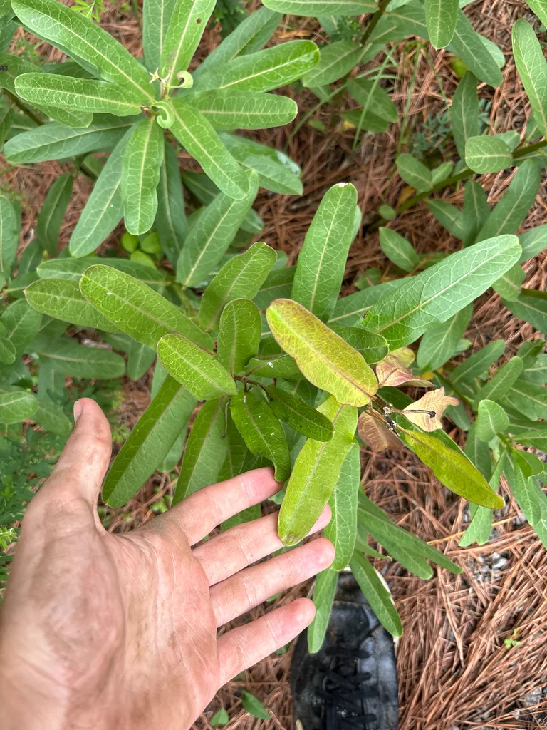 Asclepias Viridis