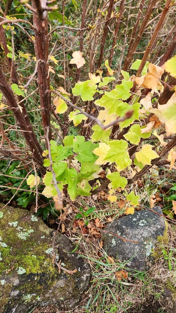 Ribes Sanguineum