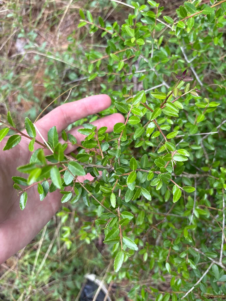 Ilex Vomitoria