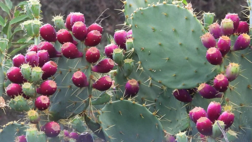 Opuntia Engelmannii