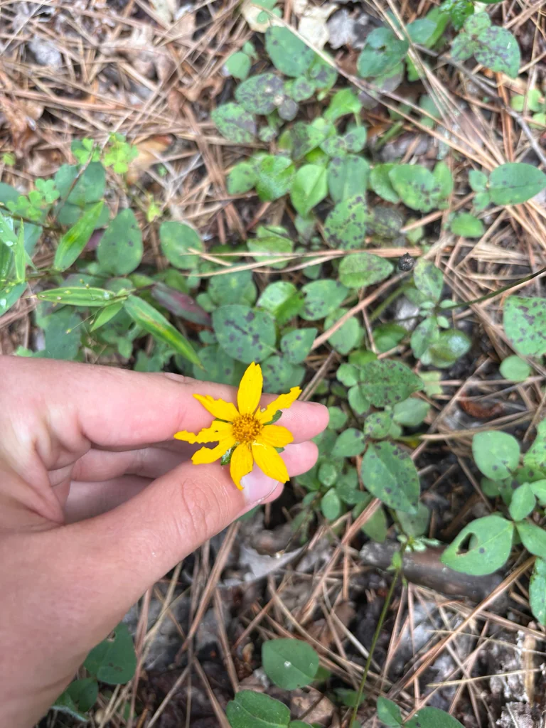 Coreopsis Auriculata