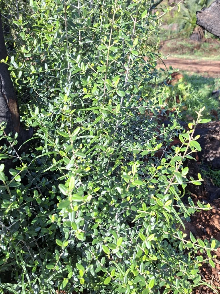 Olea Europaea