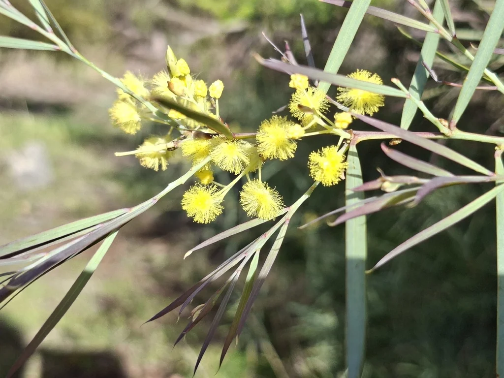 Acacia Iteaphylla
