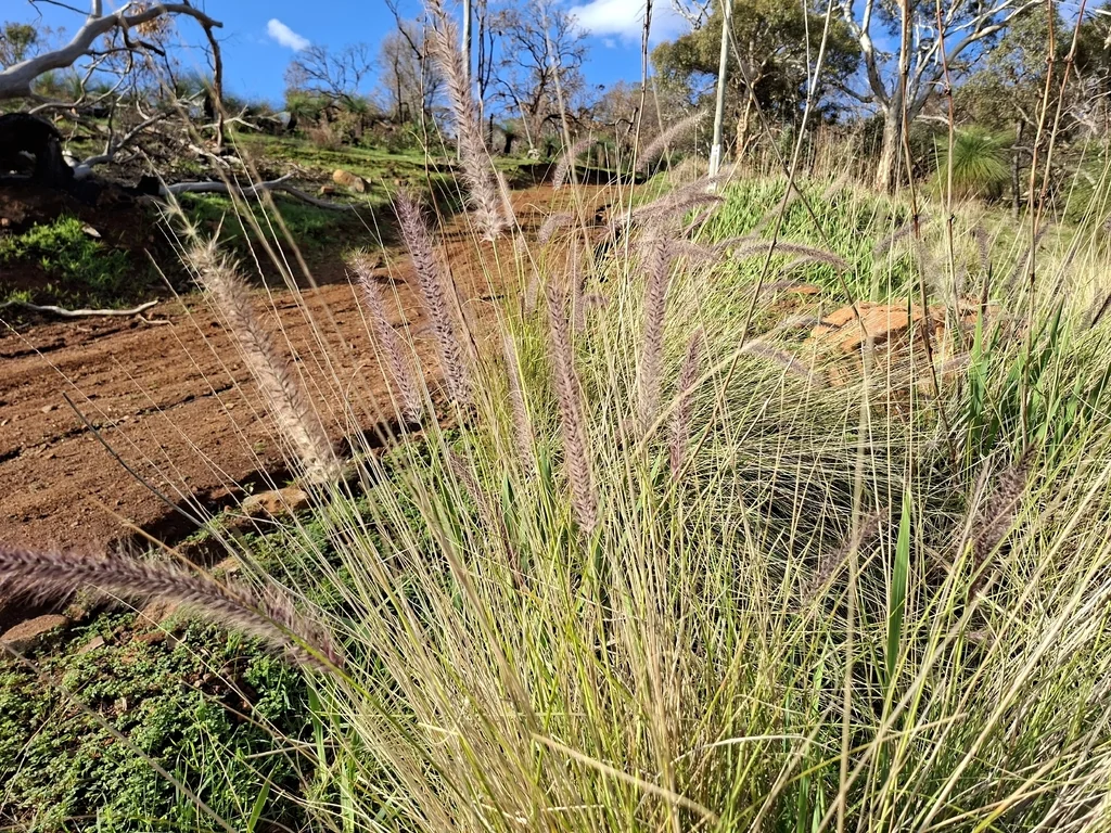 Pennisetum Setaceum