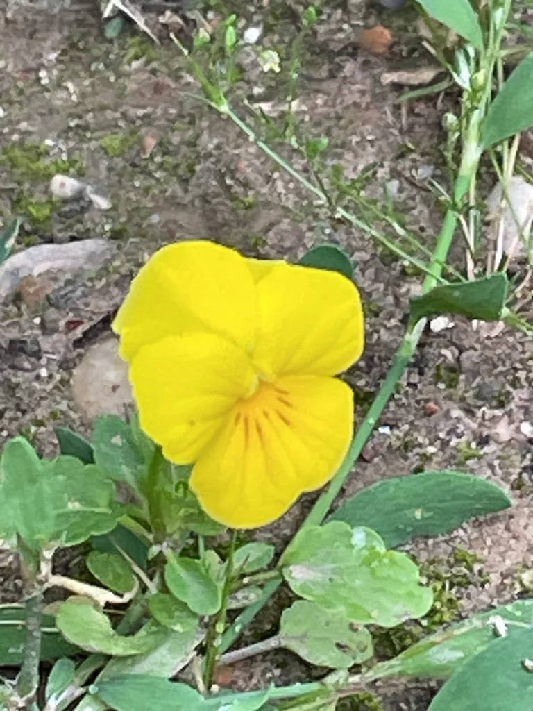 Viola X Wittrockiana