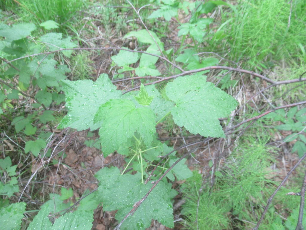 Ribes Nigrum
