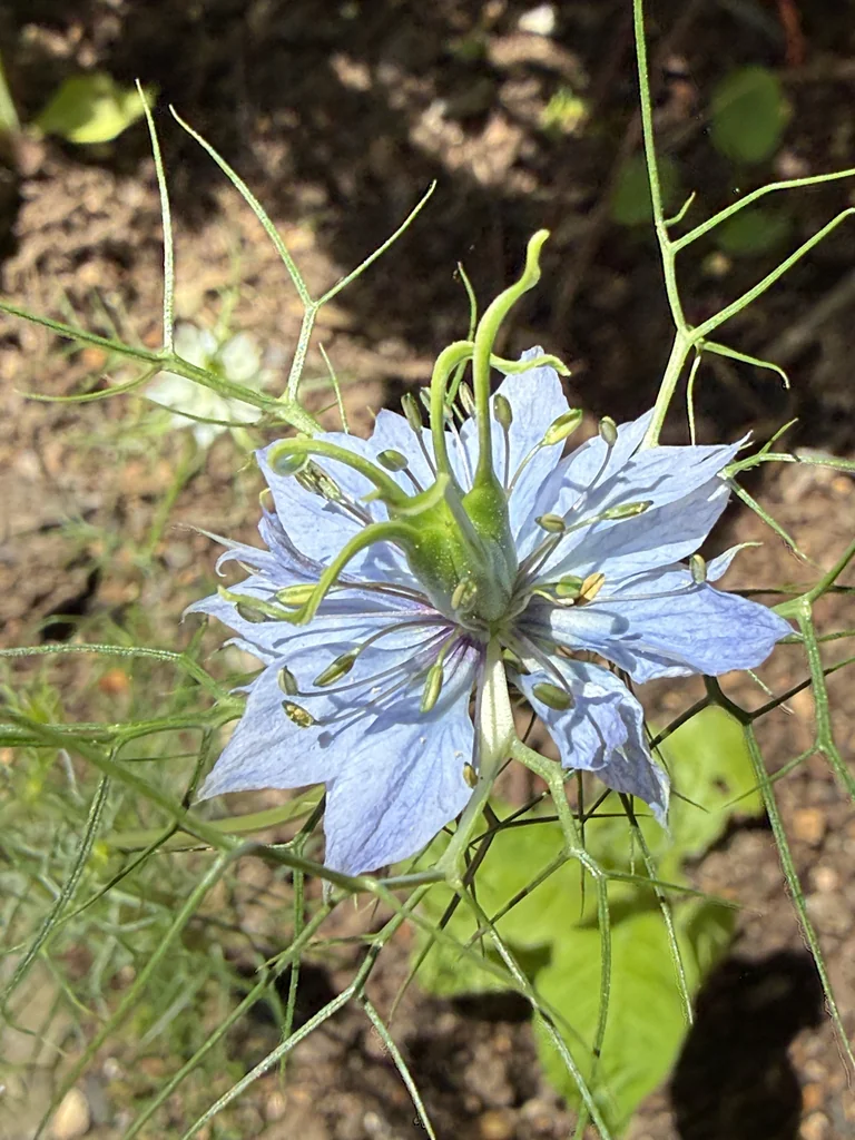 Nigella Damascena
