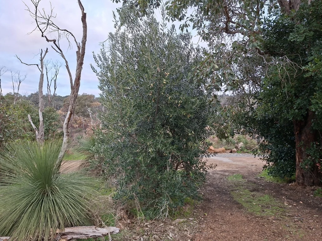 Olea Europaea