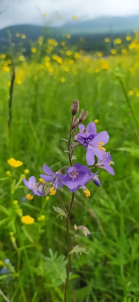 Polemonium Caeruleum