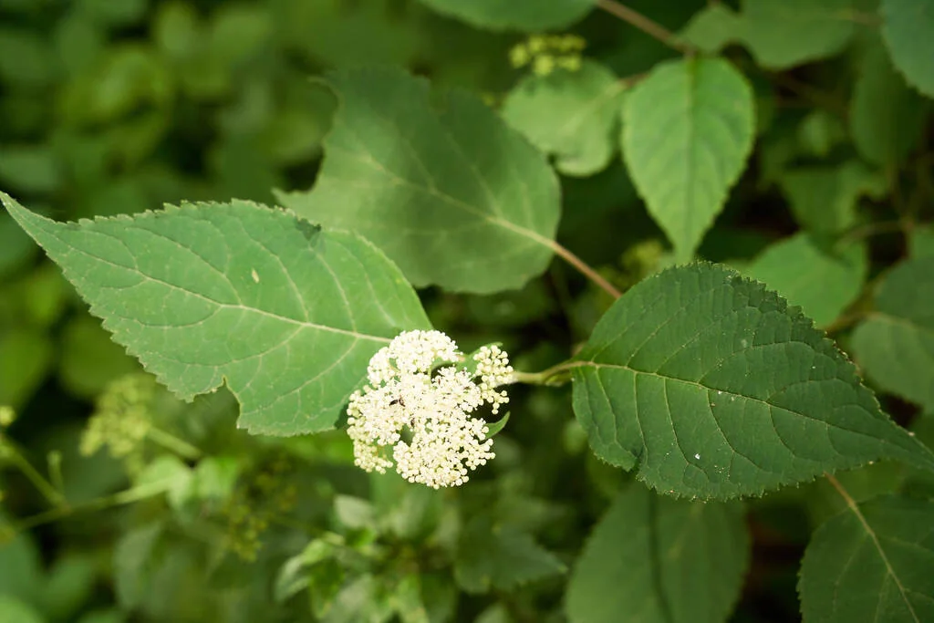 Hydrangea arborescens