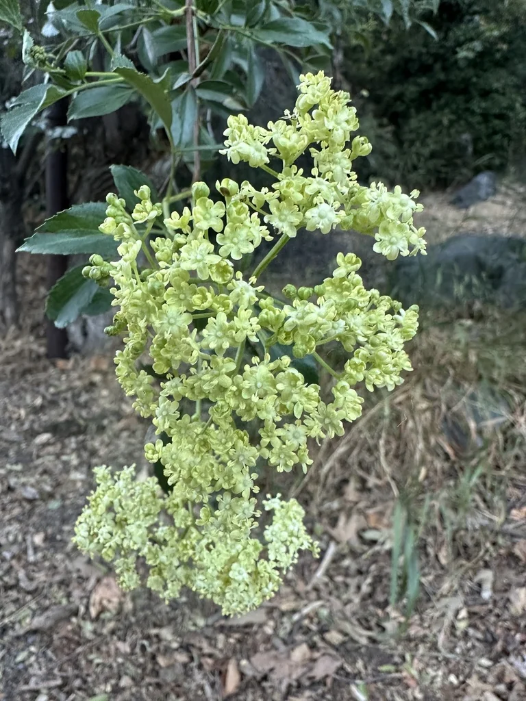 Sambucus Mexicana