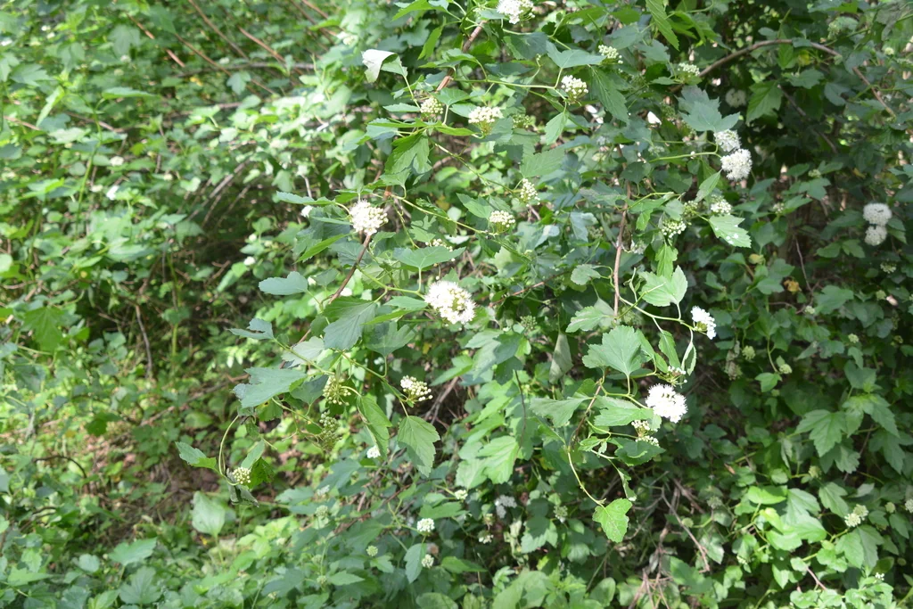 Physocarpus opulifolius