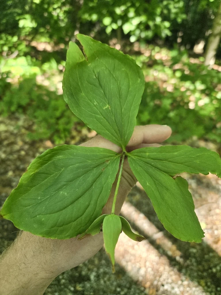 Trillium Grandiflorum