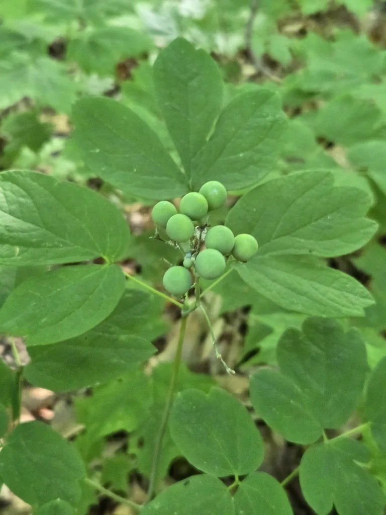 Caulophyllum Thalictroides