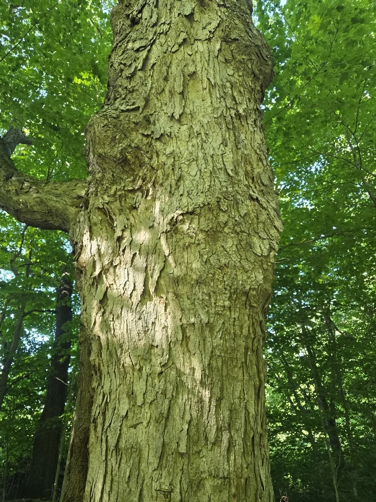 Acer Saccharum Subsp. Nigrum
