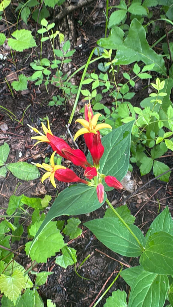 Spigelia marilandica