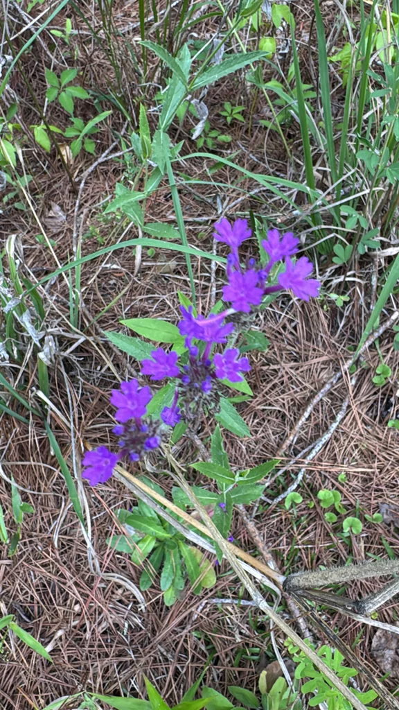 Verbena Rigida