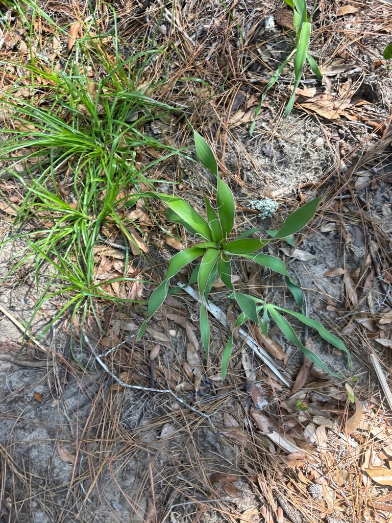 Yucca Filamentosa