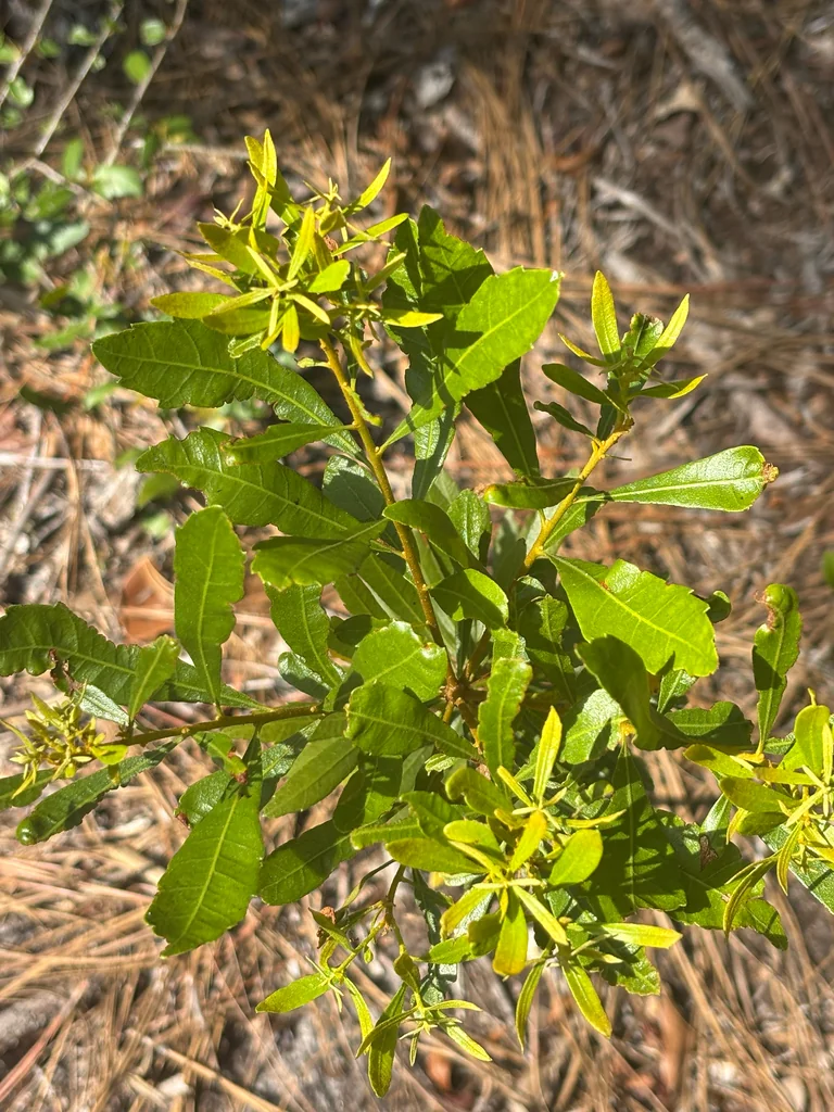 Morella Cerifera